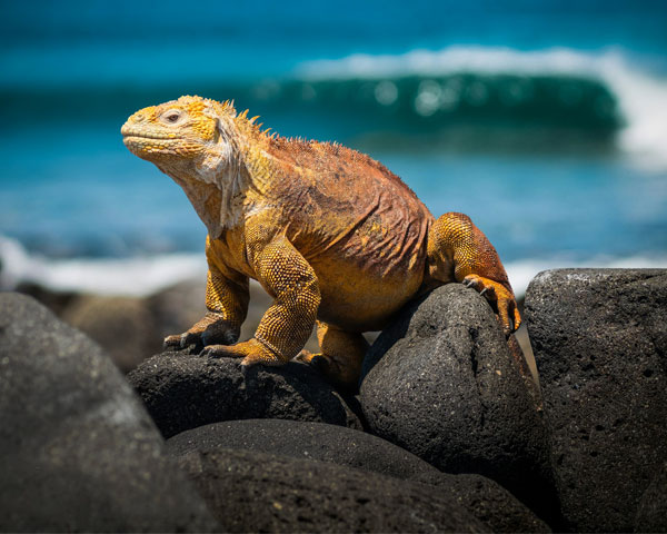 Galapagos