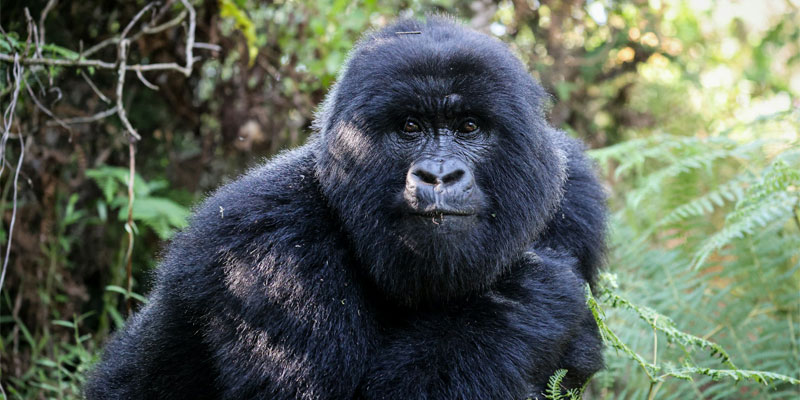 Uganda - Auf den Spuren der Primaten